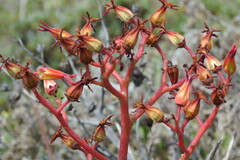 Tylecodon paniculatus