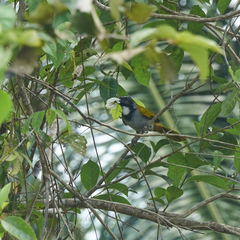 Saltator atriceps