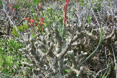 Tylecodon paniculatus