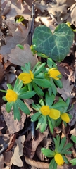 Eranthis hyemalis