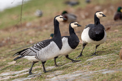 Branta leucopsis