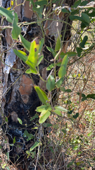 Smilax auriculata