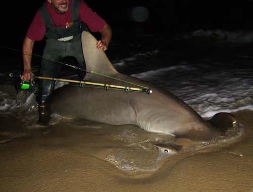 Scalloped Hammerhead (Sphyrna lewini), a species recorded in Texas