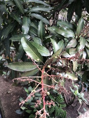 Mangifera