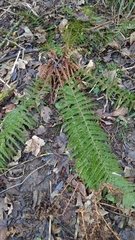 Polystichum setiferum