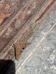 Pachylioides resumens