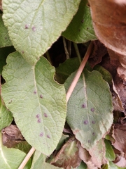 Symphytum grandiflorum