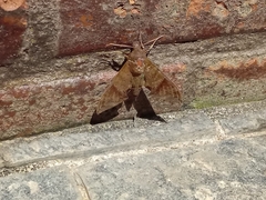 Pachylioides resumens