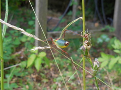 Barbitistes serricauda