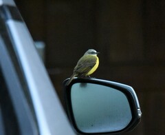 Myiozetetes granadensis