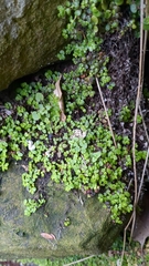 Soleirolia soleirolii