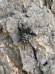 Aegorhinus superciliosus