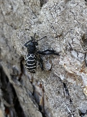 Aegorhinus superciliosus