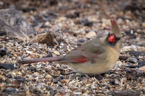 Northern Cardinal photographed in Nebraska