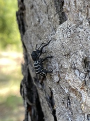 Aegorhinus superciliosus