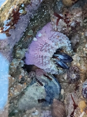 Aulactinia verrucosa