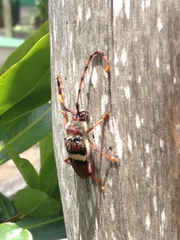 Deretrachys juvencus