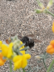 Anthophora alluaudi
