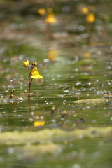 Utricularia