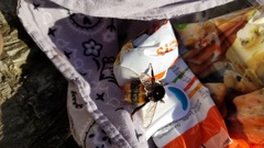 Bombus terrestris audax