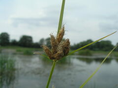 Bolboschoenus planiculmis