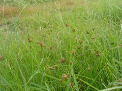 Bolboschoenus planiculmis