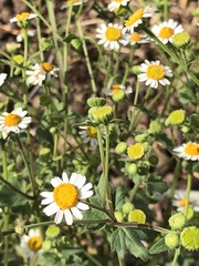 Perityle microglossa