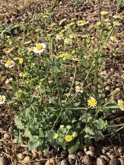 Perityle microglossa