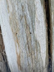 Chaenothecopsis debilis