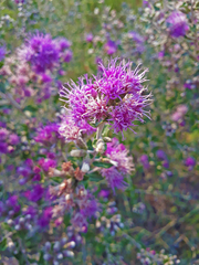 Vernonanthura chamaedrys