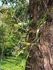 Dimerandra emarginata