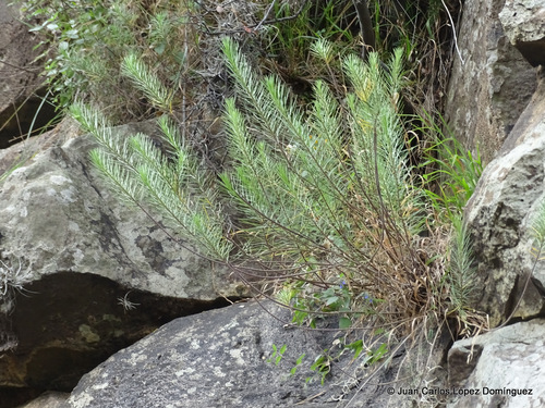 pineneedle milkweed
