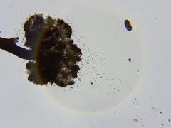 Chaenothecopsis debilis