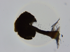 Chaenothecopsis debilis