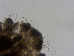 Chaenothecopsis debilis