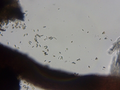 Chaenothecopsis debilis