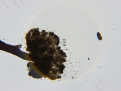 Chaenothecopsis debilis