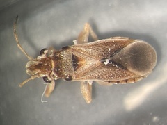 Thaumastocoris peregrinus