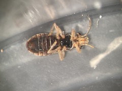 Thaumastocoris peregrinus