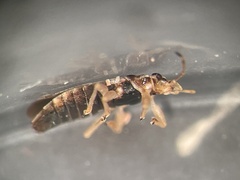 Thaumastocoris peregrinus