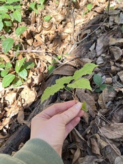 Smilax ecirrhata