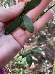 Ilex myrtifolia