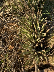 Dudleya attenuata