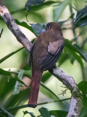 Trogon rufus
