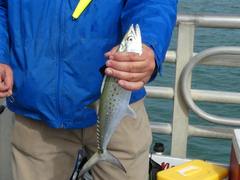 Scomberomorus maculatus