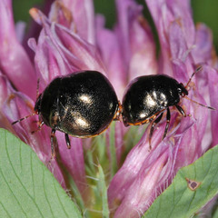 Coptosoma scutellatum