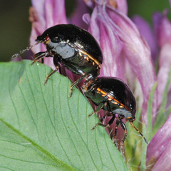 Coptosoma scutellatum