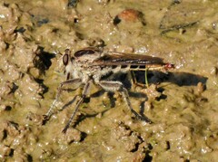 Triorla interrupta