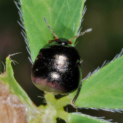 Coptosoma scutellatum
