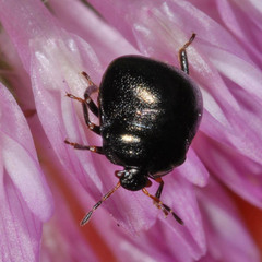 Coptosoma scutellatum